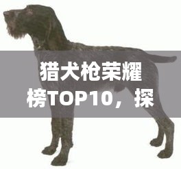 猎犬枪荣耀榜TOP10，探寻最强武器的震撼排名！
