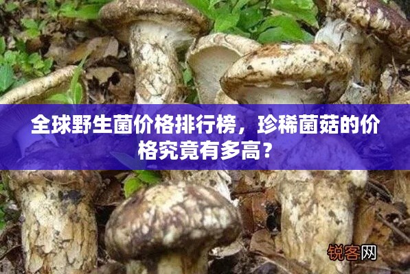 全球野生菌价格排行榜，珍稀菌菇的价格究竟有多高？