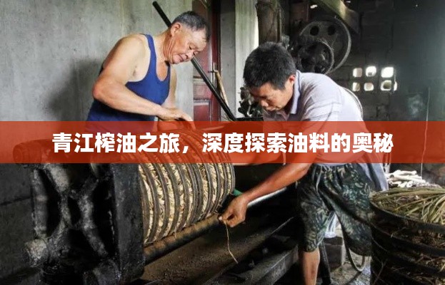 青江榨油之旅，深度探索油料的奥秘
