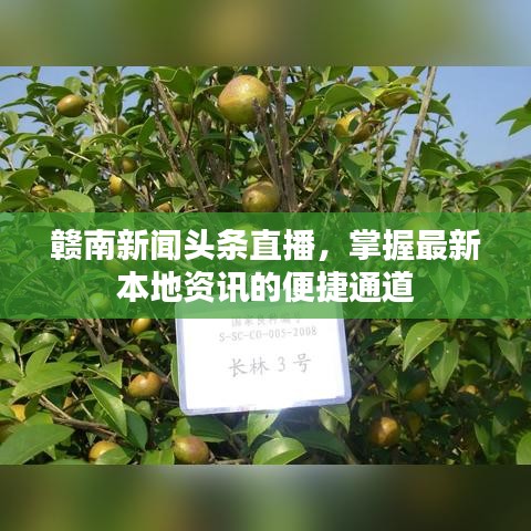 赣南新闻头条直播，掌握最新本地资讯的便捷通道