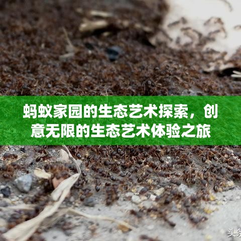 蚂蚁家园的生态艺术探索，创意无限的生态艺术体验之旅