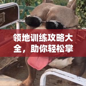 领地训练攻略大全，助你轻松掌握最新训练技巧！