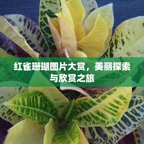 红雀珊瑚图片大赏，美丽探索与欣赏之旅