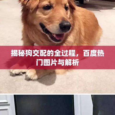 揭秘狗交配的全过程，百度热门图片与解析