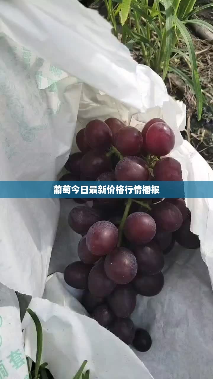 葡萄今日最新价格行情播报