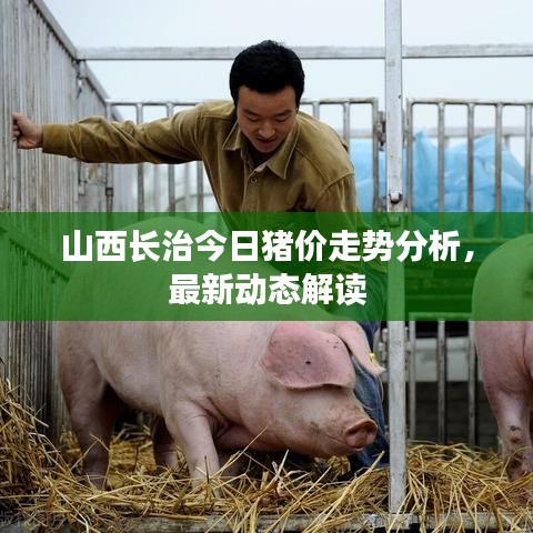 山西长治今日猪价走势分析，最新动态解读