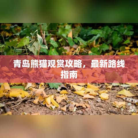 青岛熊猫观赏攻略，最新路线指南
