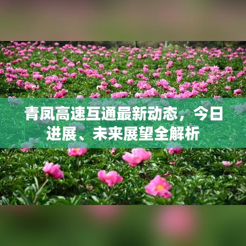 青凤高速互通最新动态，今日进展、未来展望全解析