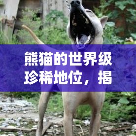 熊猫的世界级珍稀地位，揭秘全球稀有排名榜单