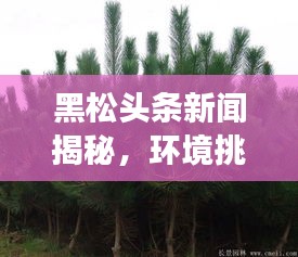 黑松头条新闻揭秘，环境挑战背后的故事