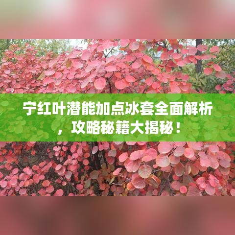 宁红叶潜能加点冰套全面解析，攻略秘籍大揭秘！