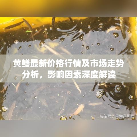 黄鳝最新价格行情及市场走势分析，影响因素深度解读