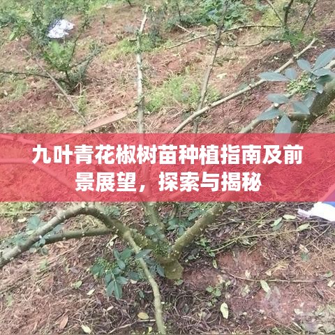 九叶青花椒树苗种植指南及前景展望，探索与揭秘