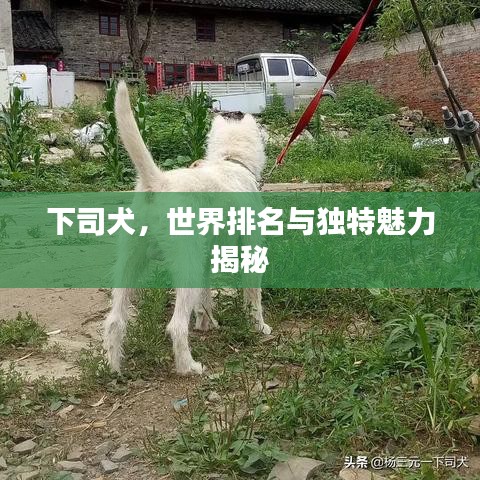 下司犬，世界排名与独特魅力揭秘