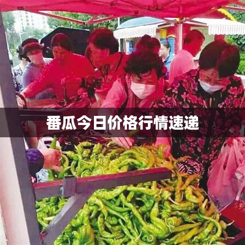 番瓜今日价格行情速递