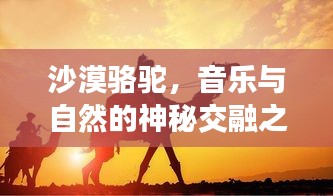 沙漠骆驼，音乐与自然的神秘交融之旅