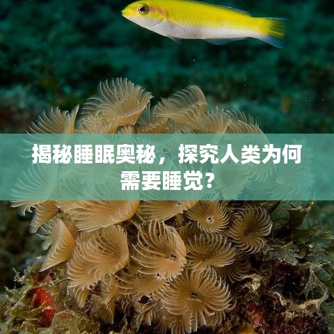 揭秘睡眠奥秘，探究人类为何需要睡觉？