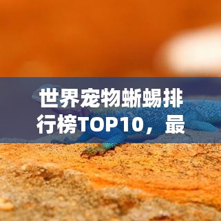 世界宠物蜥蜴排行榜TOP10，最受欢迎的宠物蜥蜴盘点
