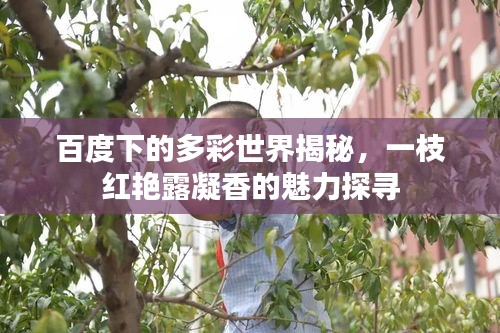 百度下的多彩世界揭秘，一枝红艳露凝香的魅力探寻