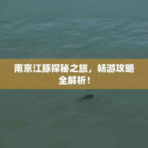 南京江豚探秘之旅，畅游攻略全解析！