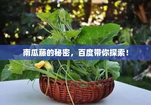 南瓜藤的秘密，百度带你探索！