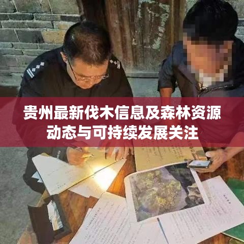 贵州最新伐木信息及森林资源动态与可持续发展关注