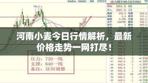 河南小麦今日行情解析，最新价格走势一网打尽！