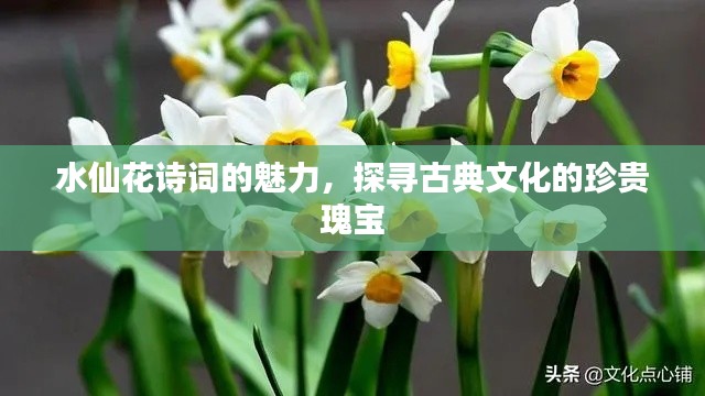 水仙花诗词的魅力，探寻古典文化的珍贵瑰宝