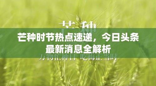 芒种时节热点速递，今日头条最新消息全解析