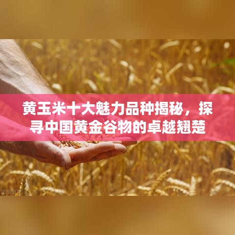 黄玉米十大魅力品种揭秘，探寻中国黄金谷物的卓越翘楚