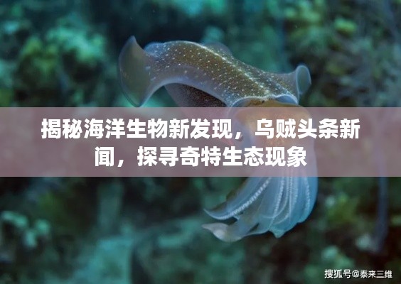 揭秘海洋生物新发现，乌贼头条新闻，探寻奇特生态现象