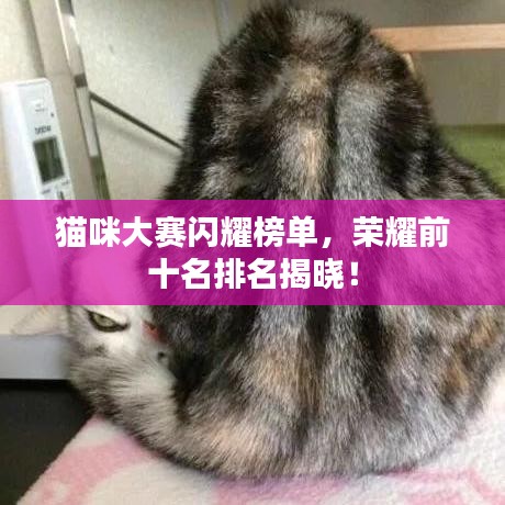 猫咪大赛闪耀榜单，荣耀前十名排名揭晓！
