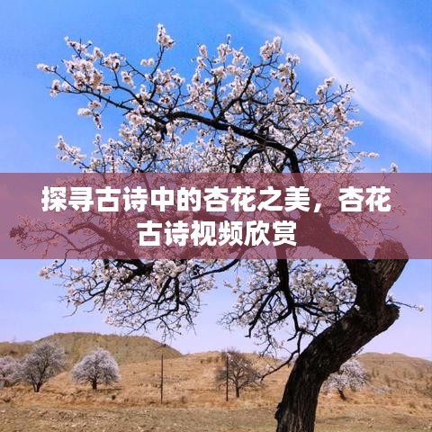 探寻古诗中的杏花之美，杏花古诗视频欣赏