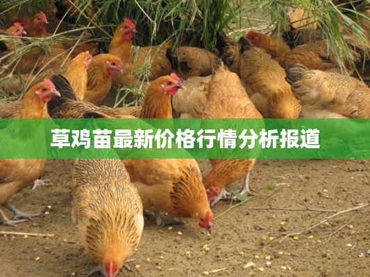 草鸡苗最新价格行情分析报道