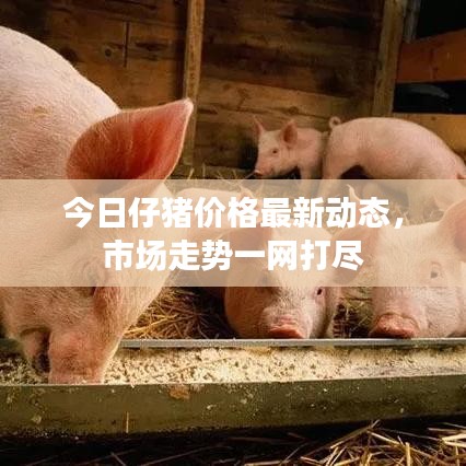 今日仔猪价格最新动态，市场走势一网打尽