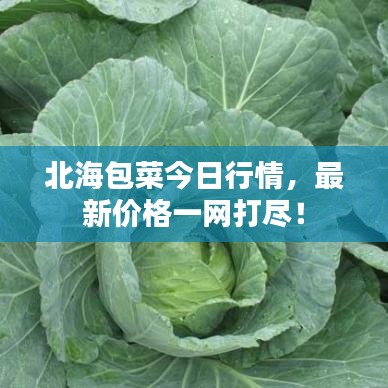 北海包菜今日行情，最新价格一网打尽！