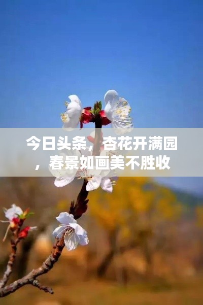 今日头条，杏花开满园，春景如画美不胜收