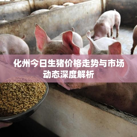化州今日生猪价格走势与市场动态深度解析