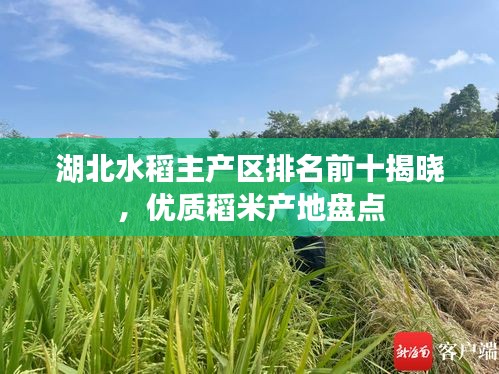 湖北水稻主产区排名前十揭晓，优质稻米产地盘点