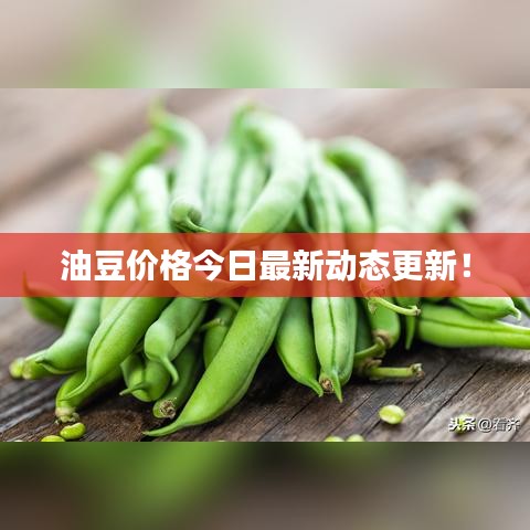 油豆价格今日最新动态更新！