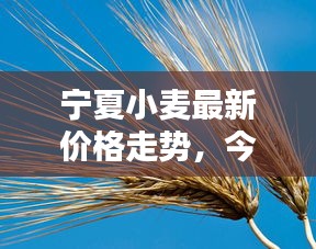 宁夏小麦最新价格走势，今日行情动态速递