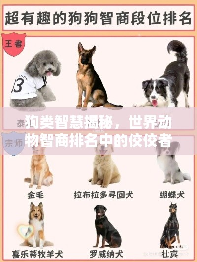 狗类智慧揭秘，世界动物智商排名中的佼佼者