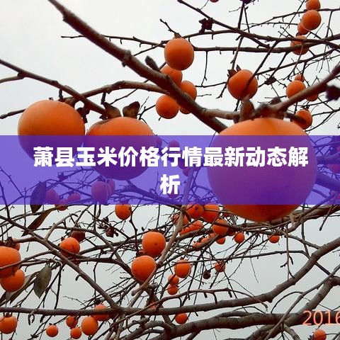 萧县玉米价格行情最新动态解析