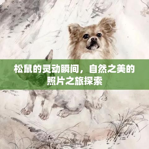 松鼠的灵动瞬间，自然之美的照片之旅探索