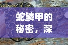 蛇鳞甲的秘密，深入探索与直观展示揭秘