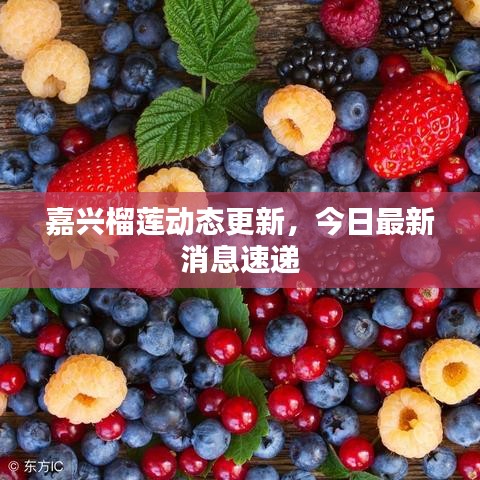 嘉兴榴莲动态更新，今日最新消息速递