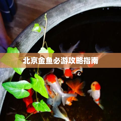 北京金鱼必游攻略指南
