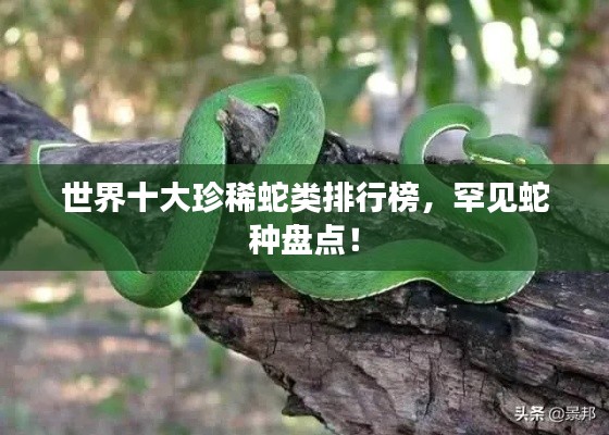 世界十大珍稀蛇类排行榜，罕见蛇种盘点！
