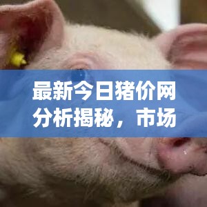 最新今日猪价网分析揭秘，市场动态一目了然