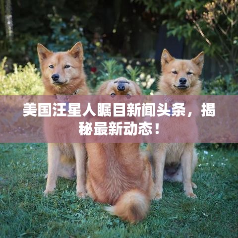 美国汪星人瞩目新闻头条，揭秘最新动态！